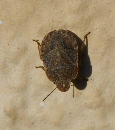 Sciocoris homalonotus